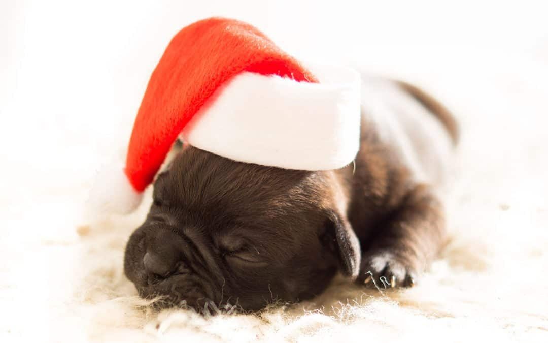 Is your website Christmas ready? Pug in a Christmas hat